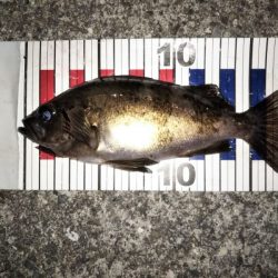 メバリングでチャリコ