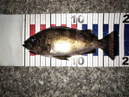 メバリングでチャリコ