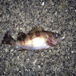 大きなメバルはどこへ？