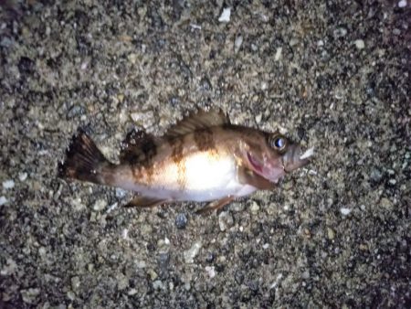 大きなメバルはどこへ？