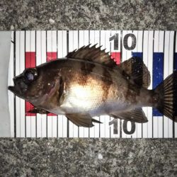 大きなメバルはどこへ？ part.Ⅱ