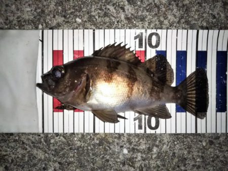 大きなメバルはどこへ？ part.Ⅱ