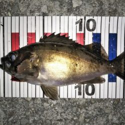 大きなメバルはどこへ？ part.Ⅲ