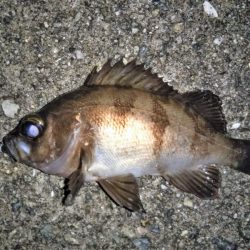 大きなメバルはどこへ？ part.Ⅳ