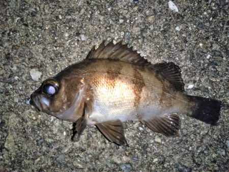 大きなメバルはどこへ？ part.Ⅳ