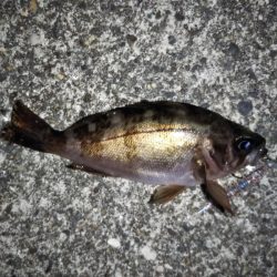 大きなメバルはどこへ？ partⅤ