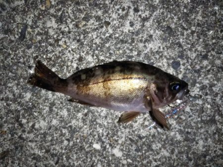 大きなメバルはどこへ？ partⅤ