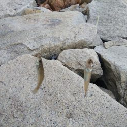 室津のキス釣り