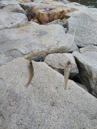 室津のキス釣り