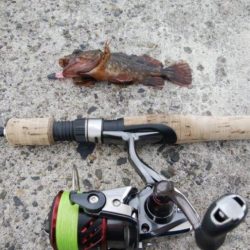 久しぶりの釣果！