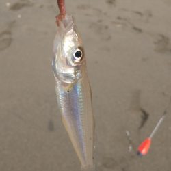 シロギス釣り