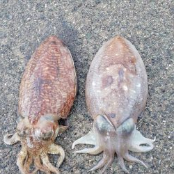 毎度です。情報と違いコウイカ渋かった～