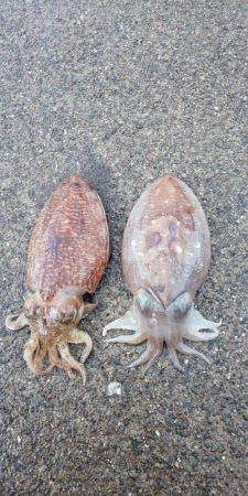 毎度です。情報と違いコウイカ渋かった～