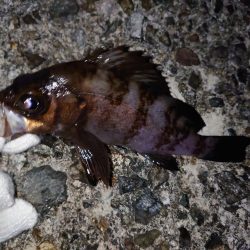 春のメバル釣り