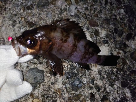 春のメバル釣り