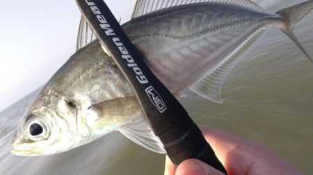 アジングで良型