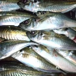 フロートアジング　