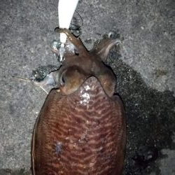 コウイカエギング