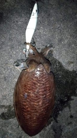 コウイカエギング