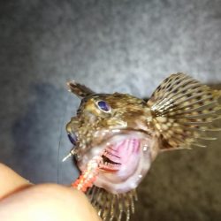 ガッシー連発そしてチヌ