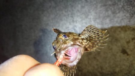 ガッシー連発そしてチヌ