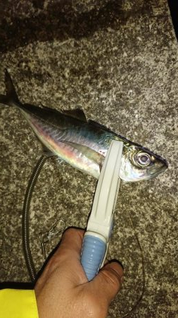 厳しい中アジゲット