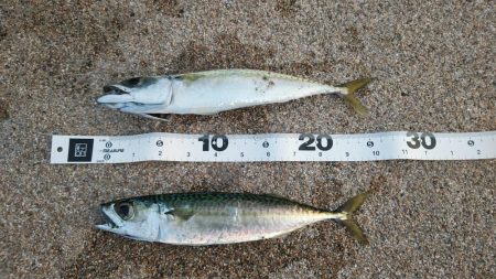 まだ回遊してる