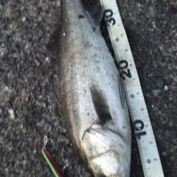 ぶらシーバス！！