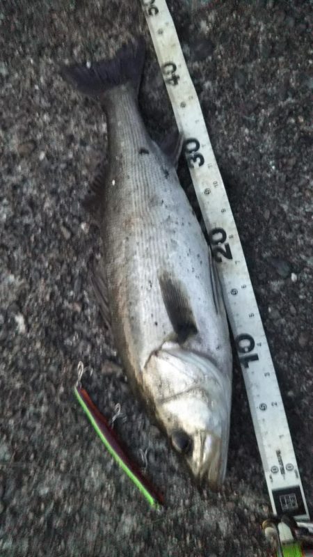 ぶらシーバス！！