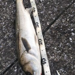 ぶらシーバス！！