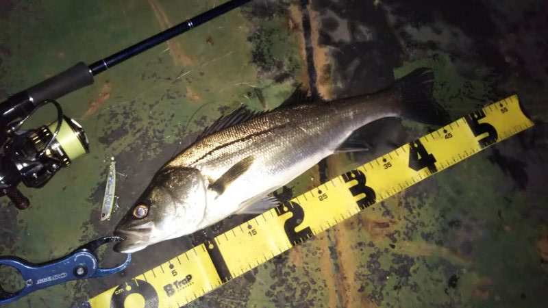 ぶらシーバス！！