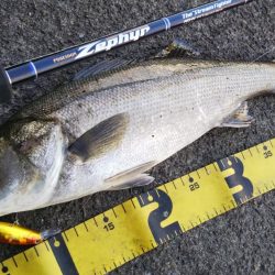 ぶらシーバス！！