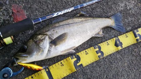 ぶらシーバス！！