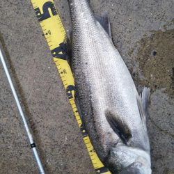 ぶらシーバス！！