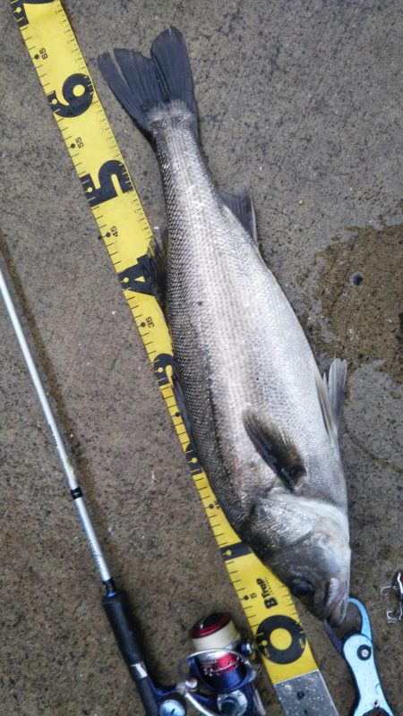 ぶらシーバス！！