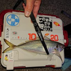 大潮朝マズメアジング