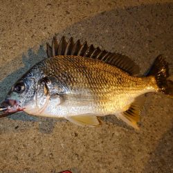魚の引きを味わいたい釣行