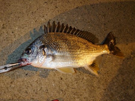 魚の引きを味わいたい釣行