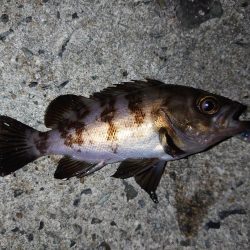 自己記録を求めて