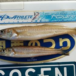 活性が上がらない播磨新島周辺のキス