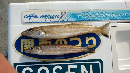 活性が上がらない播磨新島周辺のキス