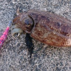 コウイカもアジも厳しい