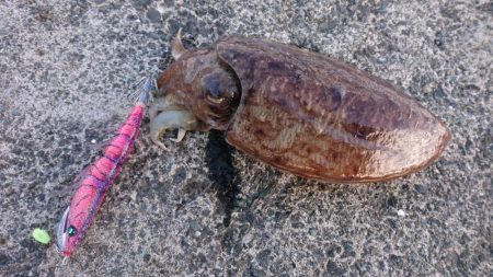 コウイカもアジも厳しい