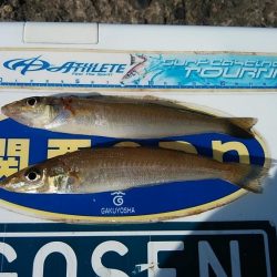 播磨新島のキス調査