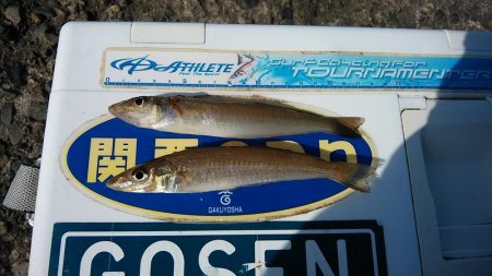 播磨新島のキス調査