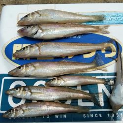 宮津のキス調査