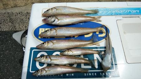 宮津のキス調査