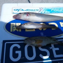 東二見白灯台波止のキス調査