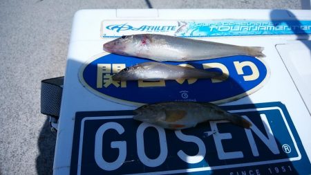 東二見白灯台波止のキス調査