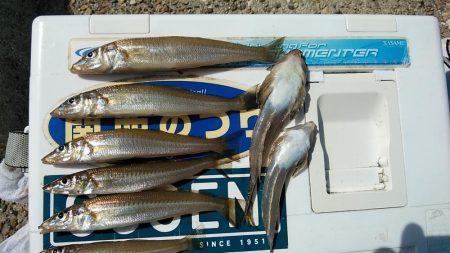 東二見西水路のキス調査